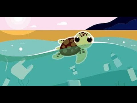 Videoquizhero Save The Turtle Quiz Answers 10 Questions Score 100
