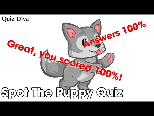 Spot The Puppy Quiz Answers 100 Quizhelp Xyz دیدئو Dideo