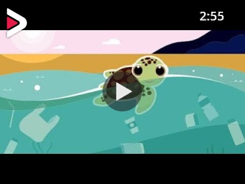 Videoquizhero Save The Turtle Quiz Answers 10 Questions Score 100
