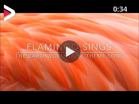 Flamingo Sings The Earthworm Sally Theme Song دیدئو Dideo