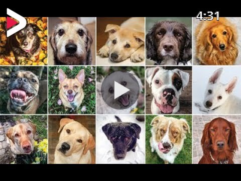 Quiz Diva Can You Pass This Dog Breeds Quiz Answers 25 Questions